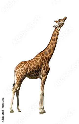 Lacobel Giraffe isolated on white