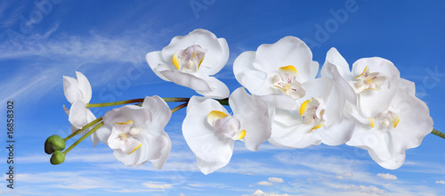 Fototapeta White Orchids over Blue Sky