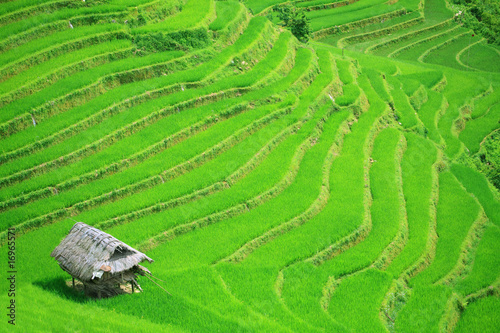 Fototapeta Rice field terraces