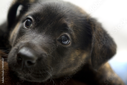 Puppy