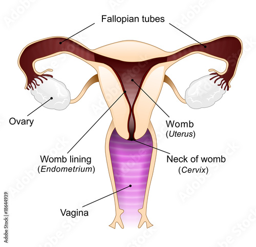 diagram of vagina