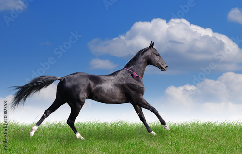 Fototapeta beautiful akhal-teke horse