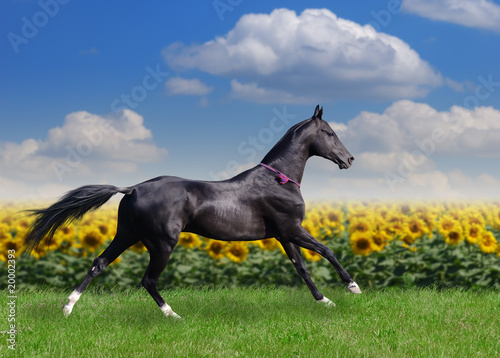 Fototapeta beautiful akhal-teke horse