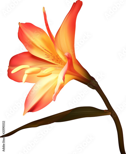 kwiat-oddzialu-amaryllis