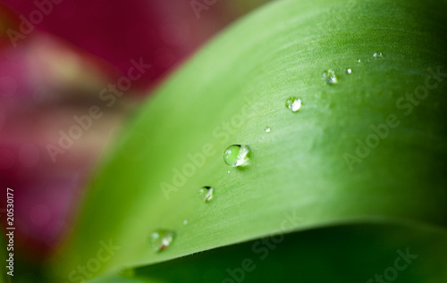 Lacobel Dew Drops