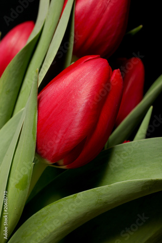 czerwone-tulipany-na-czarnym-tle-makro