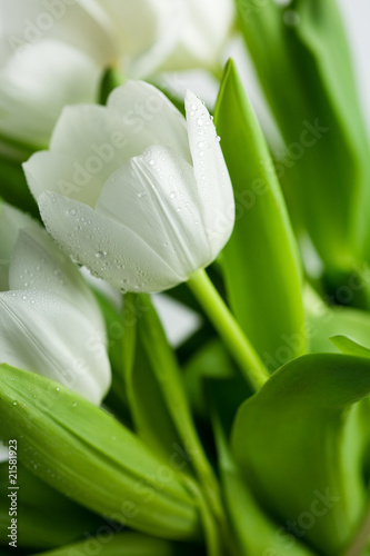 Lacobel White Tulips