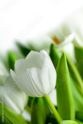 Lacobel White Tulips