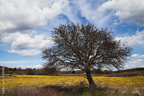  Big old tree