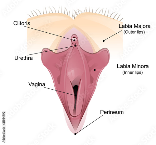 diagram of vagina