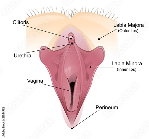 vagina diagram