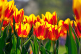 Yellowred tulips