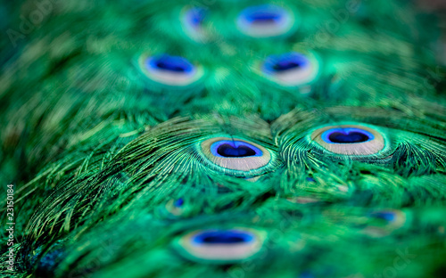 Fototapeta Peacock patterns