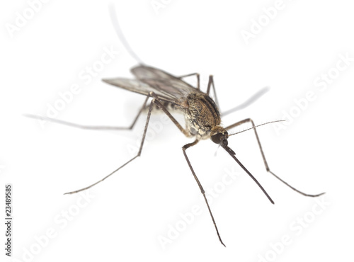  Mosquito isolated on white.