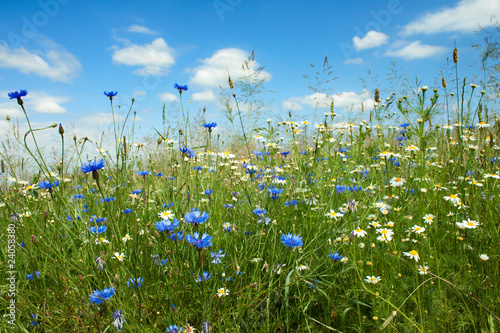 Fototapeta Summer flowers field