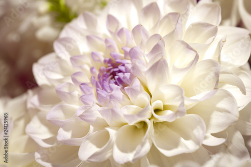 piekni-dalia-platki-jako-deseniowy-lub-naturalny-tlo