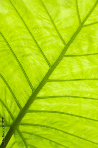 Lacobel Green leaf surface