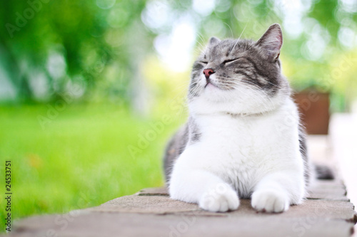 sliczny-kot-cieszy-sie-outdoors