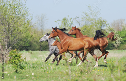 Fototapeta herd of arabian horses running on pasture