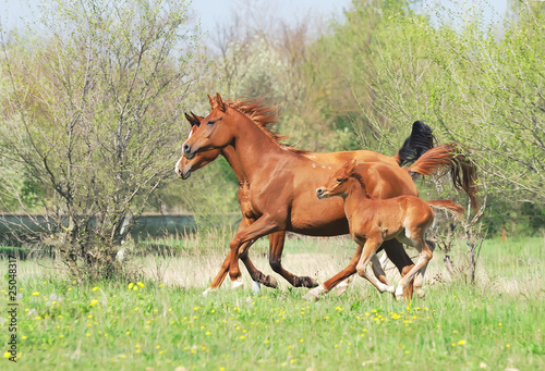  herd of arabian horses running on pasture