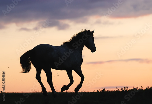 Fototapeta gray horse running on hill on sunset