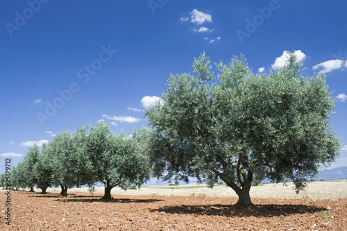 Lacobel Olive tree in a row, with blue sky. Provence. France.