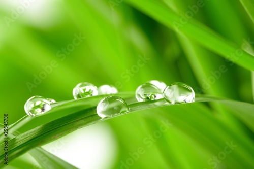 Fototapeta water drops on the green grass