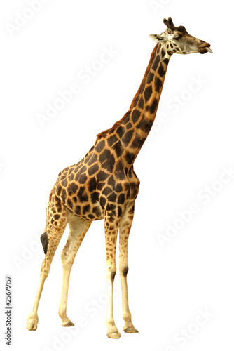 Fototapeta Giraffe isolated on white background