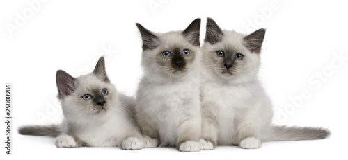 Lacobel Birman Kittens, 2 months old, in front of white background