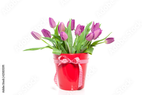 Lacobel a purple bouquet of tulips in red ceramic flower pot isolated ov