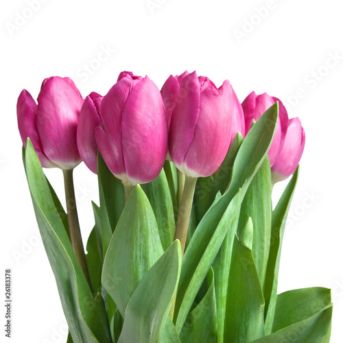 Lacobel close-up pink tulips isolated on white