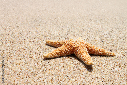Fototapeta starfish at sun