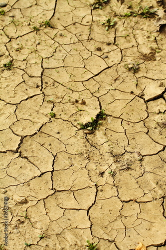 Fototapeta Dry dessert