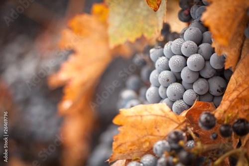 bujne-dojrzale-winogrona-z-kroplami-mgly-na-winorosli