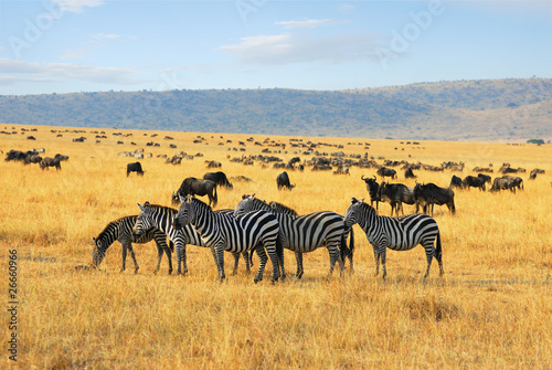 zebry-i-antylopy-gnu-na-sawannie