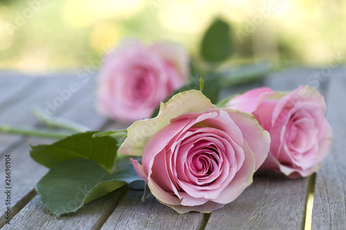  Beautiful roses with leaves