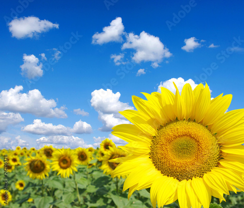 Fototapeta sunflowers field