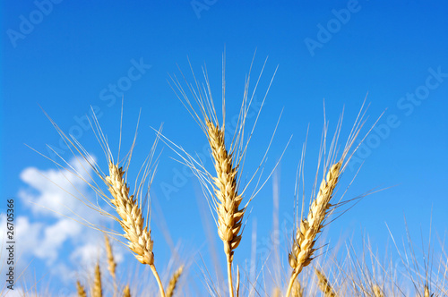 Lacobel golden wheat