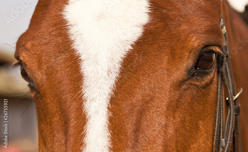 Fototapeta Portrait closeup of brown horse with white patch with halter