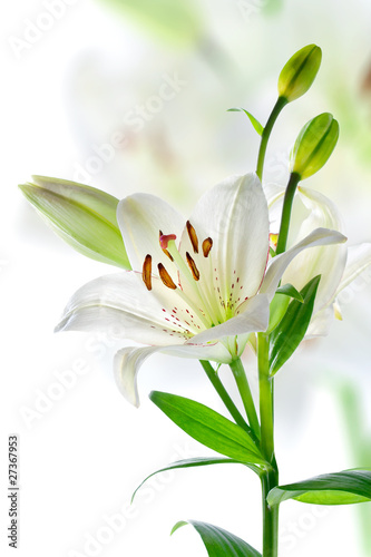 Fototapeta Beautiful lily flowers, isolated on white