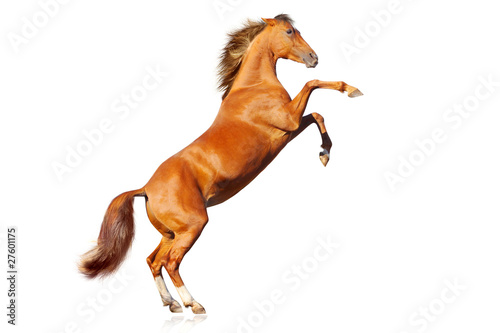 Fototapeta horse isolated