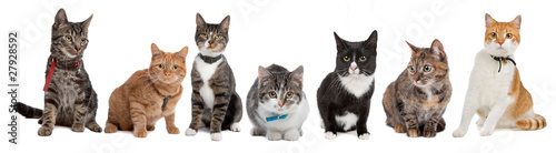 Fototapeta Group of cats