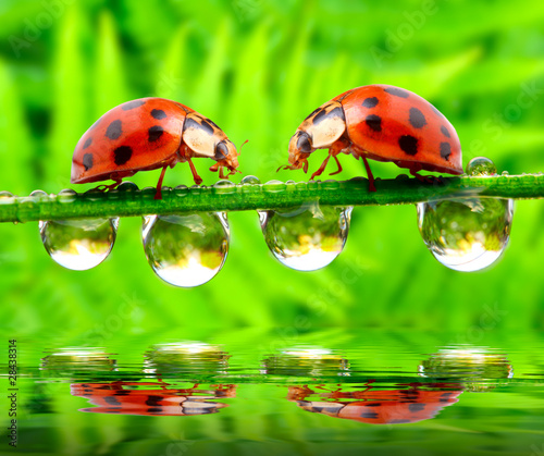 Fototapeta Two ladybugs on wet gras