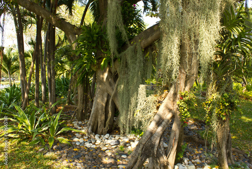 drzewo-banyan-i-orchidea
