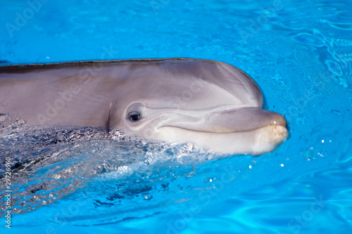 piekny-delfin-w-wodzie