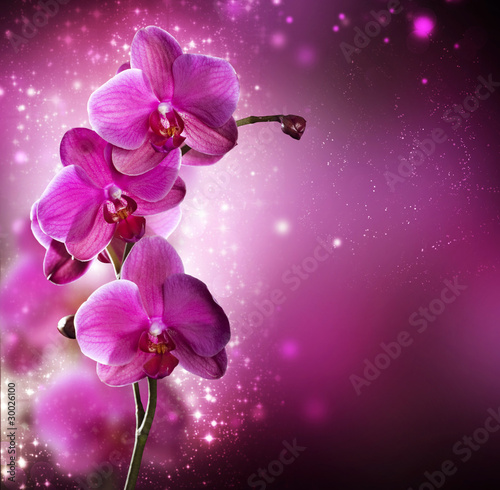 Fototapeta Orchid Flower border design