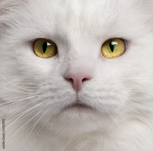 zblizenie-kota-rasy-maine-coon-3-lata