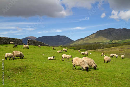 owce-i-barany-w-gorach-connemara-irlandia