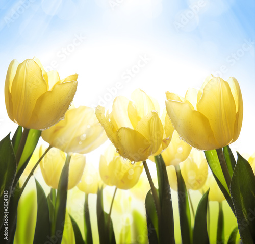 zolte-tulipany-w-sloncu