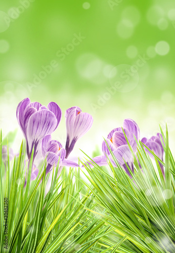 purpurowy-krokus-kwitnie-w-lace